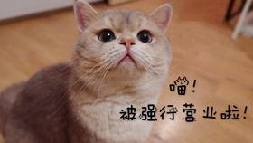 阿呆离线吃瓜,揭秘娱乐圈幕后风云