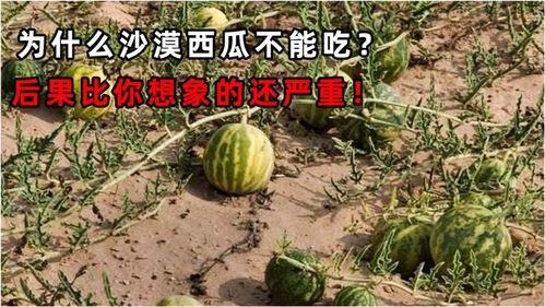 大量吃瓜的后果,揭秘过度追剧的五大危害