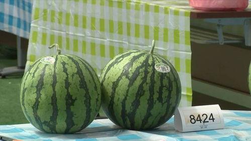 嘉兴吃瓜事件,一场网络舆论的风暴与反思