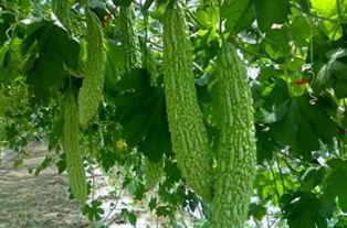 小草吃瓜,一场生态趣谈