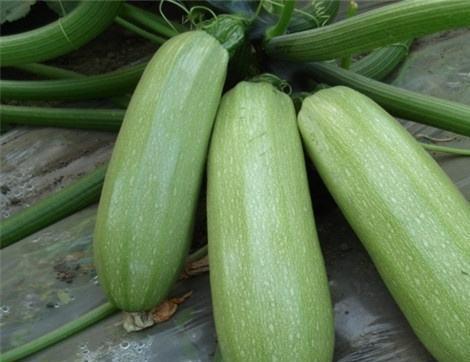 坐月子吃瓠子瓜好吗,坐月子期间食用瓠子瓜的适宜性与注意事项