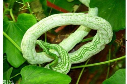 蛇瓜可以吃,蛇瓜的营养与食用之道