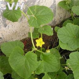 路边吃野瓜视频