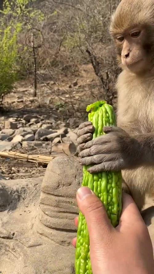 猴子吃瓜视频全集,欢乐逗趣的动物世界全记录