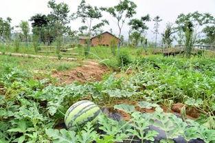 吃瓜网社,娱乐圈幕后真相大曝光！