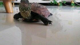 瓜乌龟吃的图片