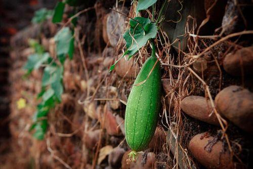 夏季吃三瓜 指哪三瓜呢,“三瓜”助力清凉一夏