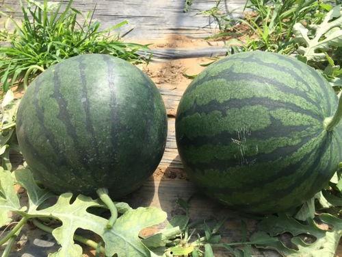 泗水曲泗吃瓜,探寻美食之源，共享瓜果飘香