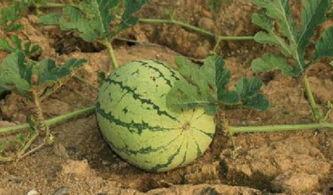 生命不休吃瓜不止,揭秘娱乐圈的瓜田乐土