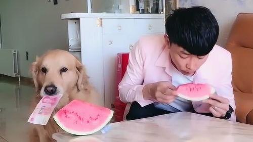 金毛吃瓜比赛,萌宠盛宴，趣味横生