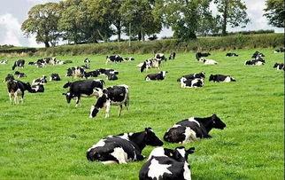 奶牛不吃哥哥吃瓜,哥哥成瓜王