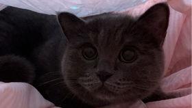 小猫咪 吃瓜,小猫咪的夏日瓜趣时光