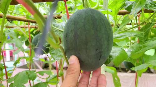 最近的瓜怎么吃,揭秘近期热门事件背后的趣味解读