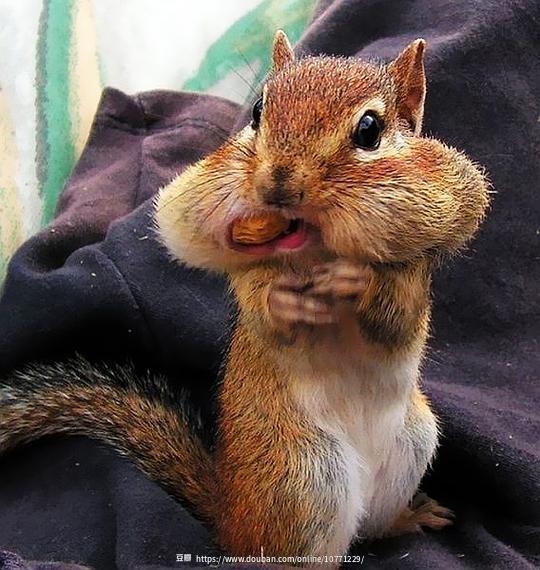 树底下吃瓜松鼠,松鼠悠闲品瓜趣