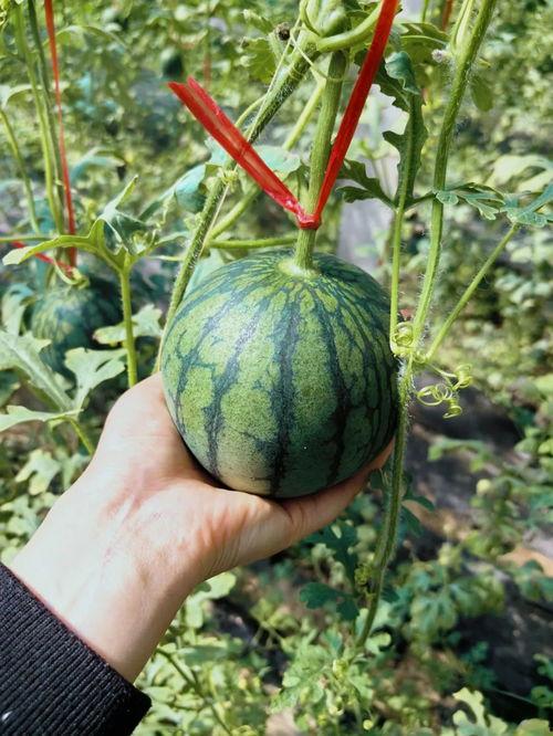 沙皇吃瓜,揭秘沙皇的神秘生活与宫廷趣闻