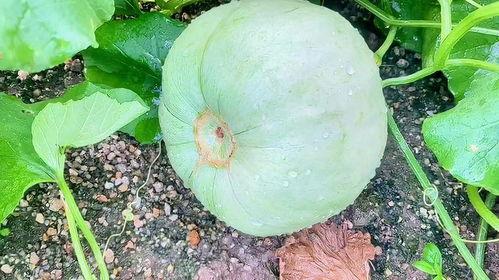 七月吃瓜的瓜,揭秘那些年我们一起吃过的瓜