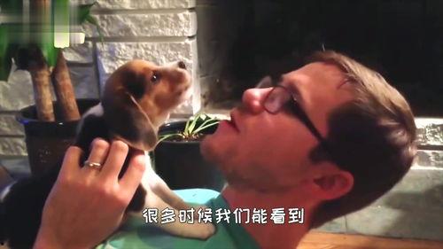 小狗看热闹吃瓜