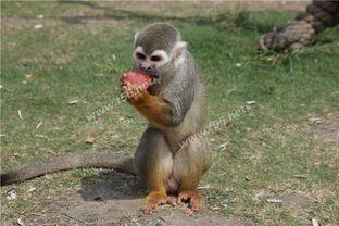 动物搞笑吃瓜视频,动物界的搞笑瞬间大盘点