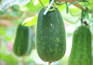 吃五瓜鸡好吗,探寻五瓜与鸡肉的完美融合