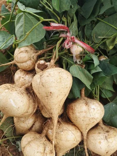 怀孕了土瓜可以吃吗,土瓜的食用安全解析