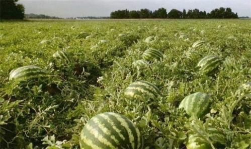 吃瓜之地,探寻网络热点的背后真相