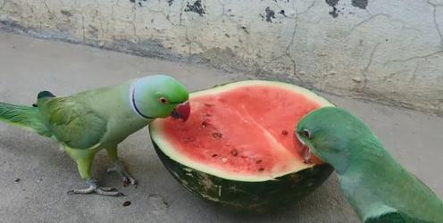 鹦鹉吃瓜视频播放,萌态可掬引网友热议
