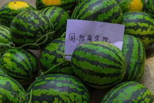 大学教室里吃瓜,零食时光里的欢乐与学习