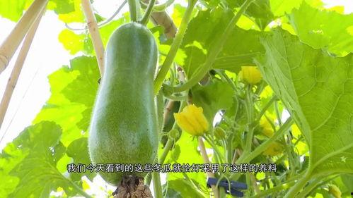 广东最新吃的瓜