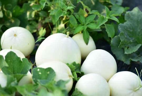 儿童吃小白瓜的好处,健康成长的天然伴侣