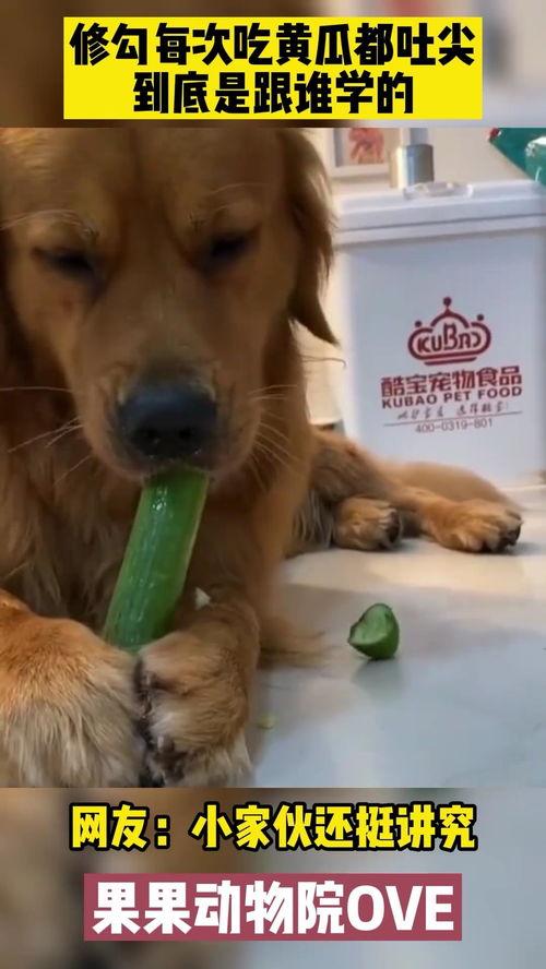 吃瓜金毛